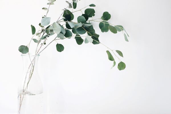 antioxidant property